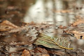 Gevallen blad van Astrid Brouwers