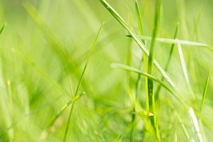 Een fris groen grasveld