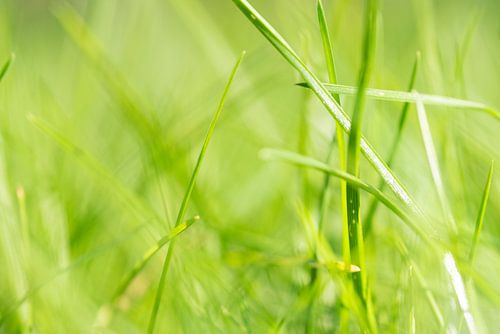 Een fris groen grasveld