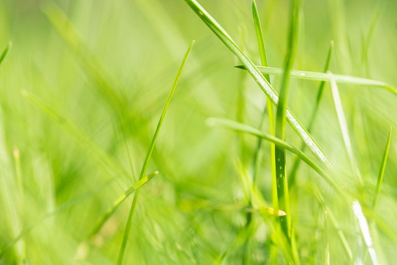 Ein frischer grüner Rasen von Anita Visschers