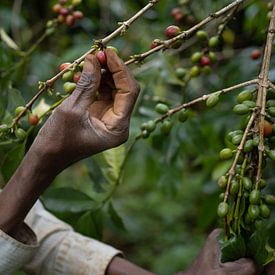 Coffee beans on a plantation in Uganda, Africa by Teun Janssen
