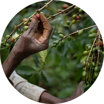 Koffiebonen op een plantage in Oeganda, Afrika van Teun Janssen