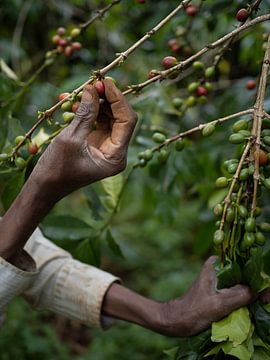 Koffiebonen op een plantage in Oeganda, Afrika van Teun Janssen