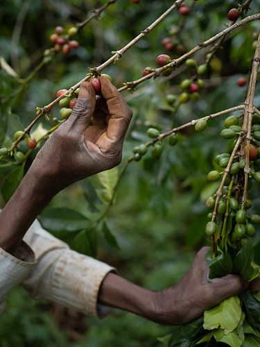 Koffiebonen op een plantage in Oeganda, Afrika