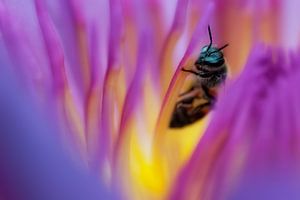 Biene in Seerose gefangen von Monique Simons