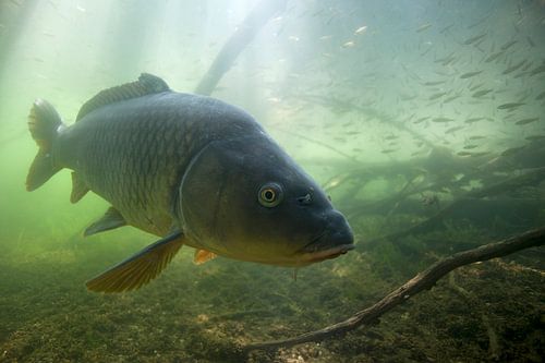 curieuse carpe sur Arthur de Bruin