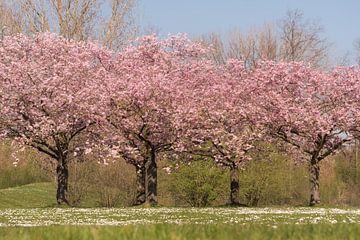 Bloeiende Prunus van Moetwil en van Dijk - Fotografie