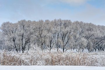 Besneeuwde bomen in zonnige winterochtend van Yevgen Belich