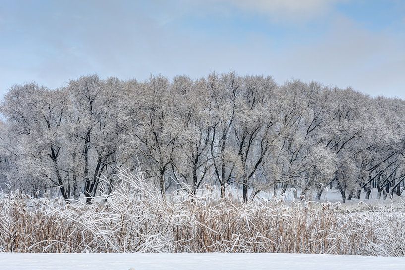 Snowy trees in sunny winter morning by Yevgen Belich
