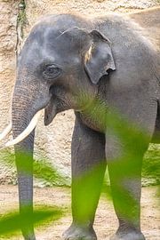 Elephant with long trunk in nature and between green leaves by Steven World Traveller