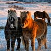 Des Islandais dans la neige avec du soleil sur Marjolein van Middelkoop