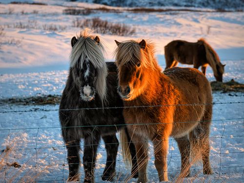 Icelanders in the snow with sunshine
