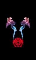 Dance-on-Gerbera