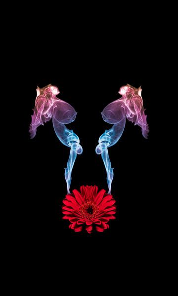 Dance-on-Gerbera by Jessica van der Mast