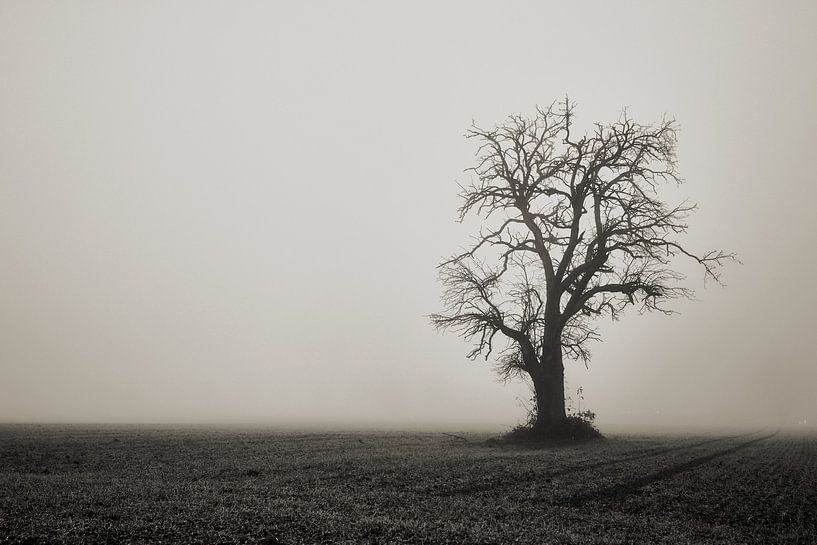 Tree in the fog by Thomas Marx