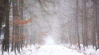 Bos in de sneeuw op een mistige ochtend van Francis Dost thumbnail