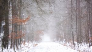 Wald im Schnee an einem nebligen Morgen von Francis Dost