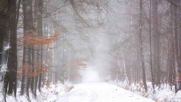 Bos in de sneeuw op een mistige ochtend van Francis Dost