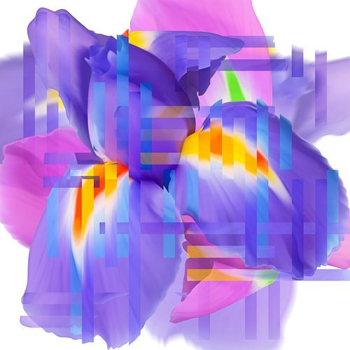 Iris, blau, pink, gelb