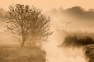 Ein Schwan im Nebel von JPWFoto Miniaturansicht