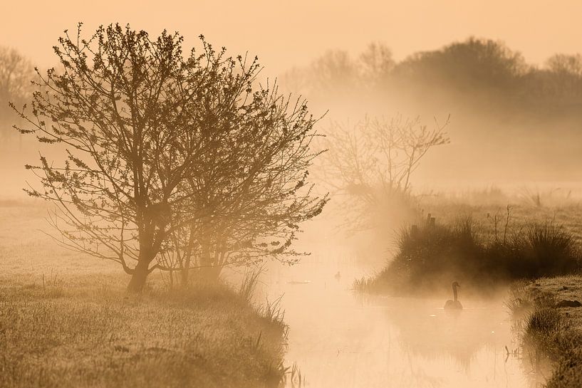 Zwaan in de mist van JPWFoto