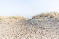 Strand en Duinen