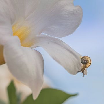 Slakje op een witte bloem van Marianne Twijnstra