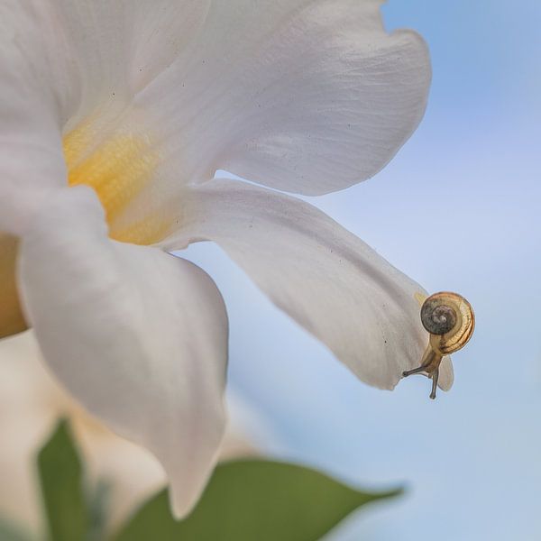 Schnecke auf einer weißen Blume von Marianne Twijnstra