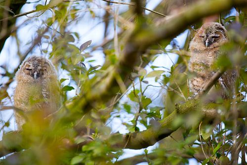 Bosuiltjes in de boom