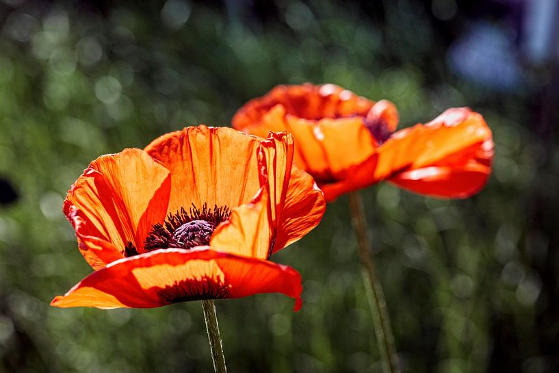 Poppy (Poppy) by Rob Boon