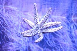 Seestern von F.A.L.K.E. photografy and art