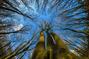 Der Speulder Wald: ein Tanz der Bäume und des Lichts