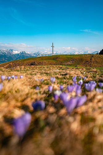 Krokussen in het voorjaar op de Hörner bergketen in Allgäu