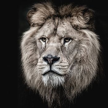 Auftritt des Tigers - König der Tiere