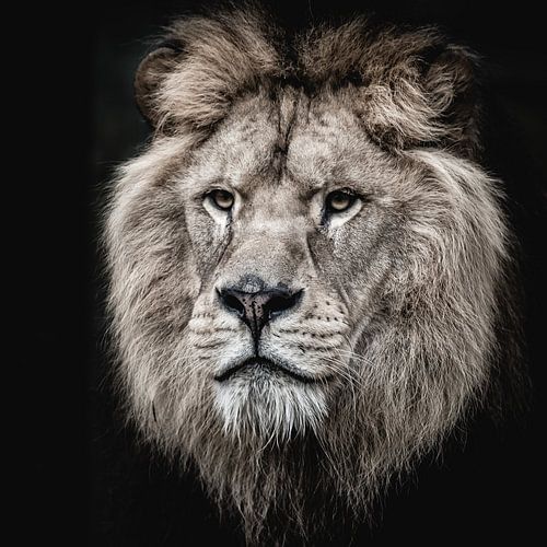 Appearance of the tiger - king of the animals