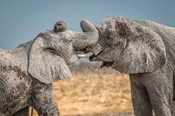 Knuffelende olifanten Namibie van Family Everywhere thumbnail