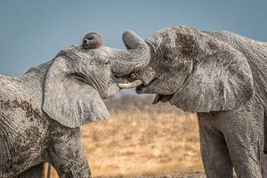Kuscheln Elefanten Namibia von Family Everywhere