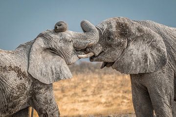 Câlins aux éléphants Namibie sur Family Everywhere