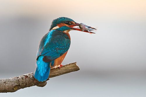 IJsvogel met vangst