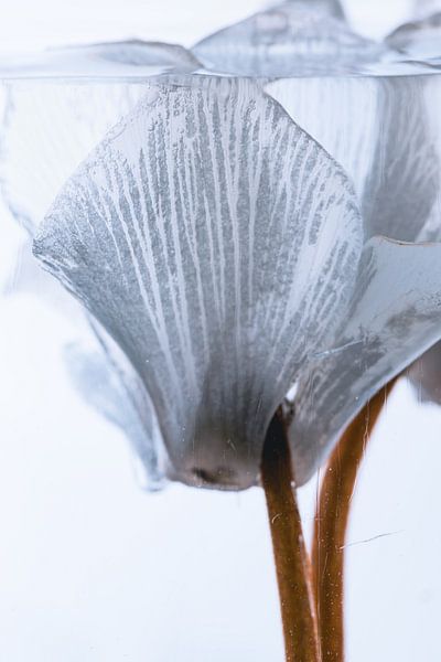 Weisse Alpenveilchen in Eis 1 von Marc Heiligenstein