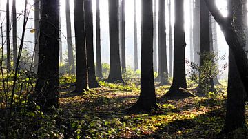 Sunshine In The Forest