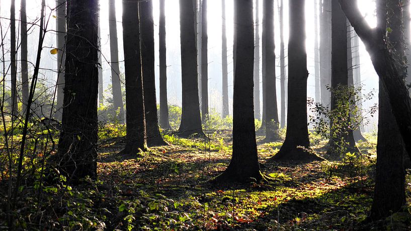 Sonne Im Wald von Daphne Photography