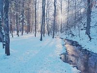 Sunny Winter Morning