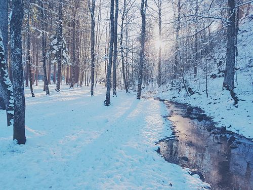 Sunny Winter Morning by Iris Lok