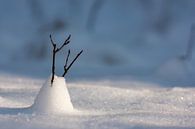 Mooi licht op een sneeuwschouwspel van Hilbert Booij thumbnail