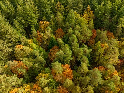 Herfstbos met kleurrijke bladeren van bovenaf gezien