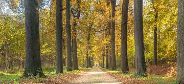 Wassenaarse bos de Horste avec l'automne sur Jelmer Laernoes