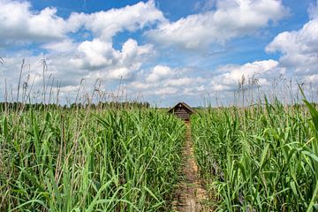 Bad Buchau : Natuurreservaat van Michael Nägele