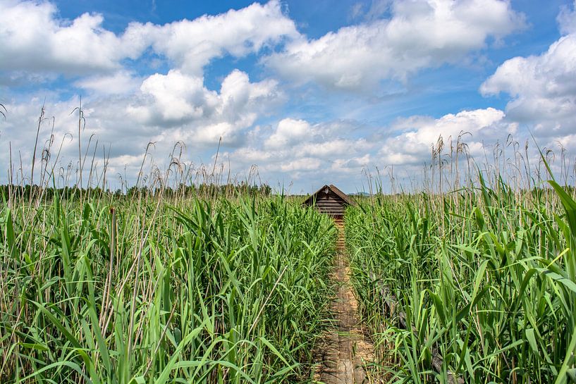 Bad Buchau : Natuurreservaat van Photoart-Naegele