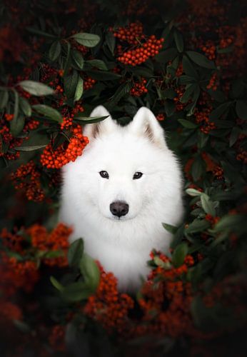Autumn berries by Nanuq Dog Photography